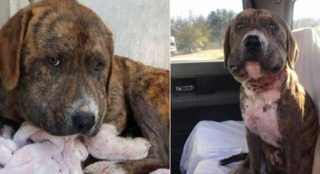 Era stato drogato e maltrattato: poi questo cane è riuscito a trovare qualcosa di più
