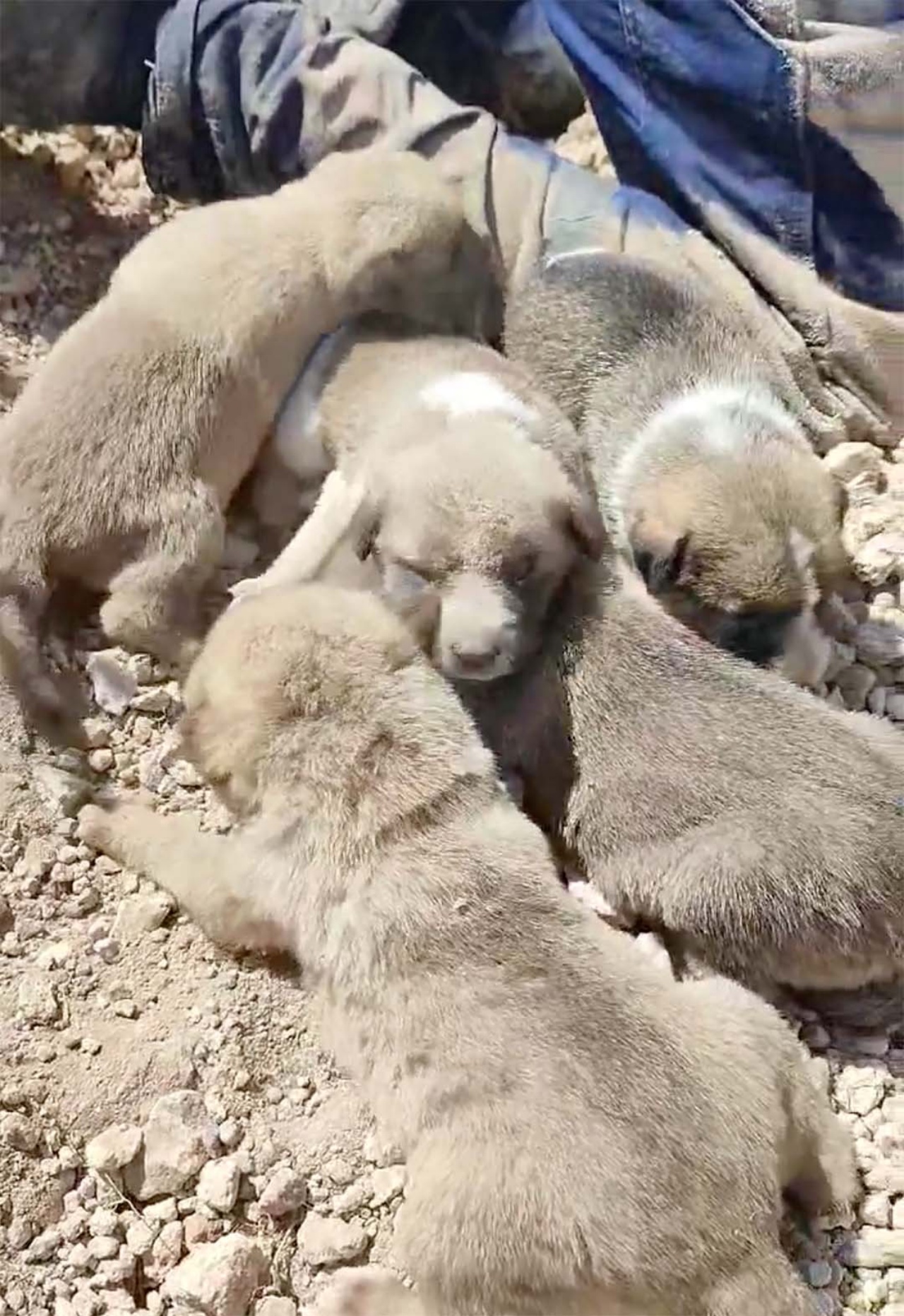 cane con i cuccioli