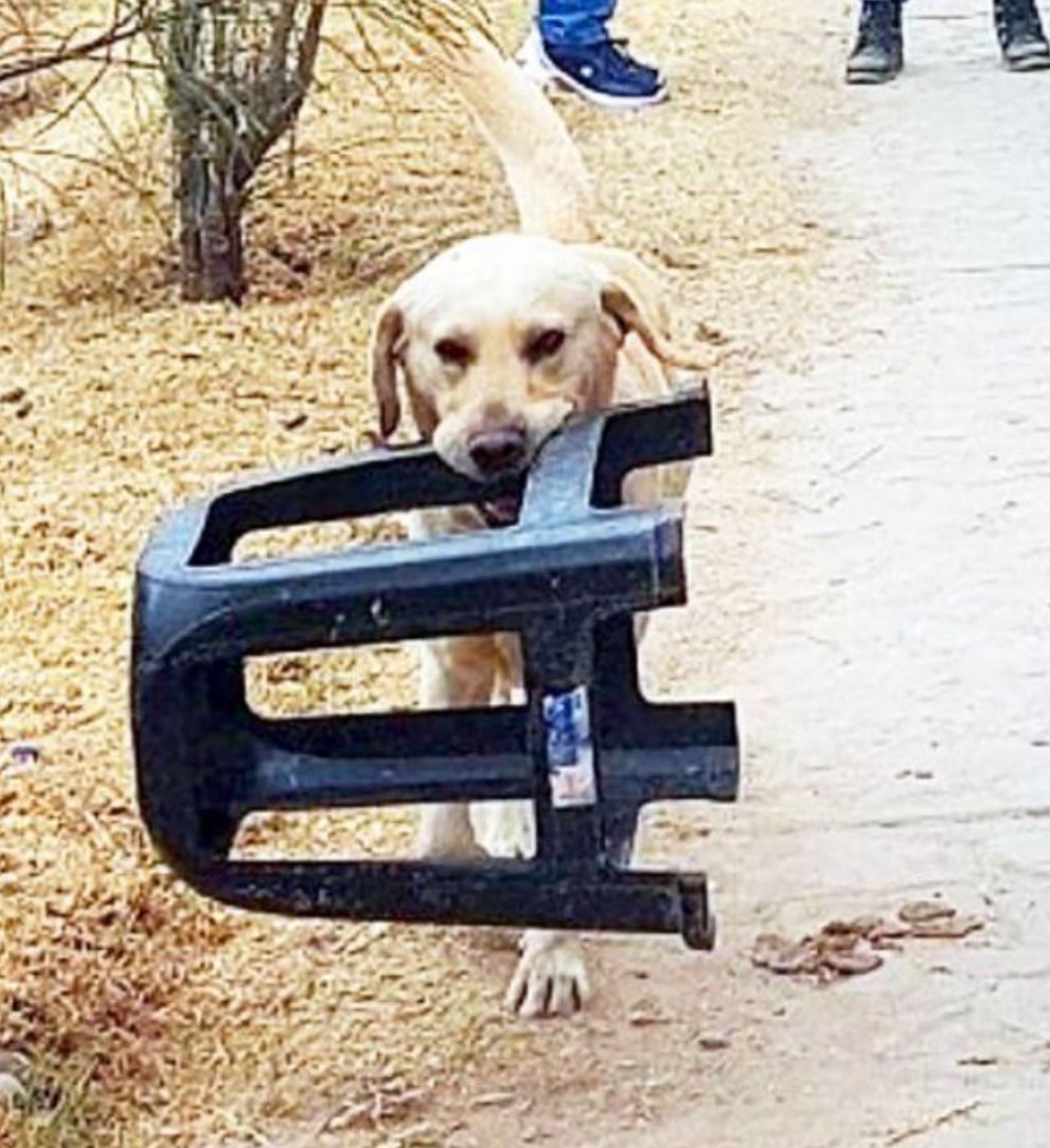 Un cane di nome Boris che porta la sedia del suo papà adottivo