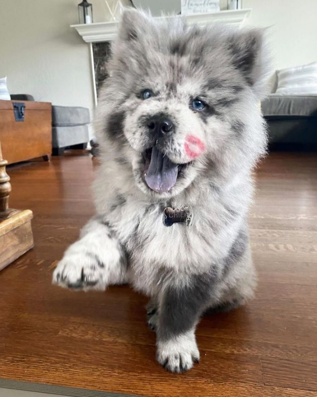 cane che sembra un peluche