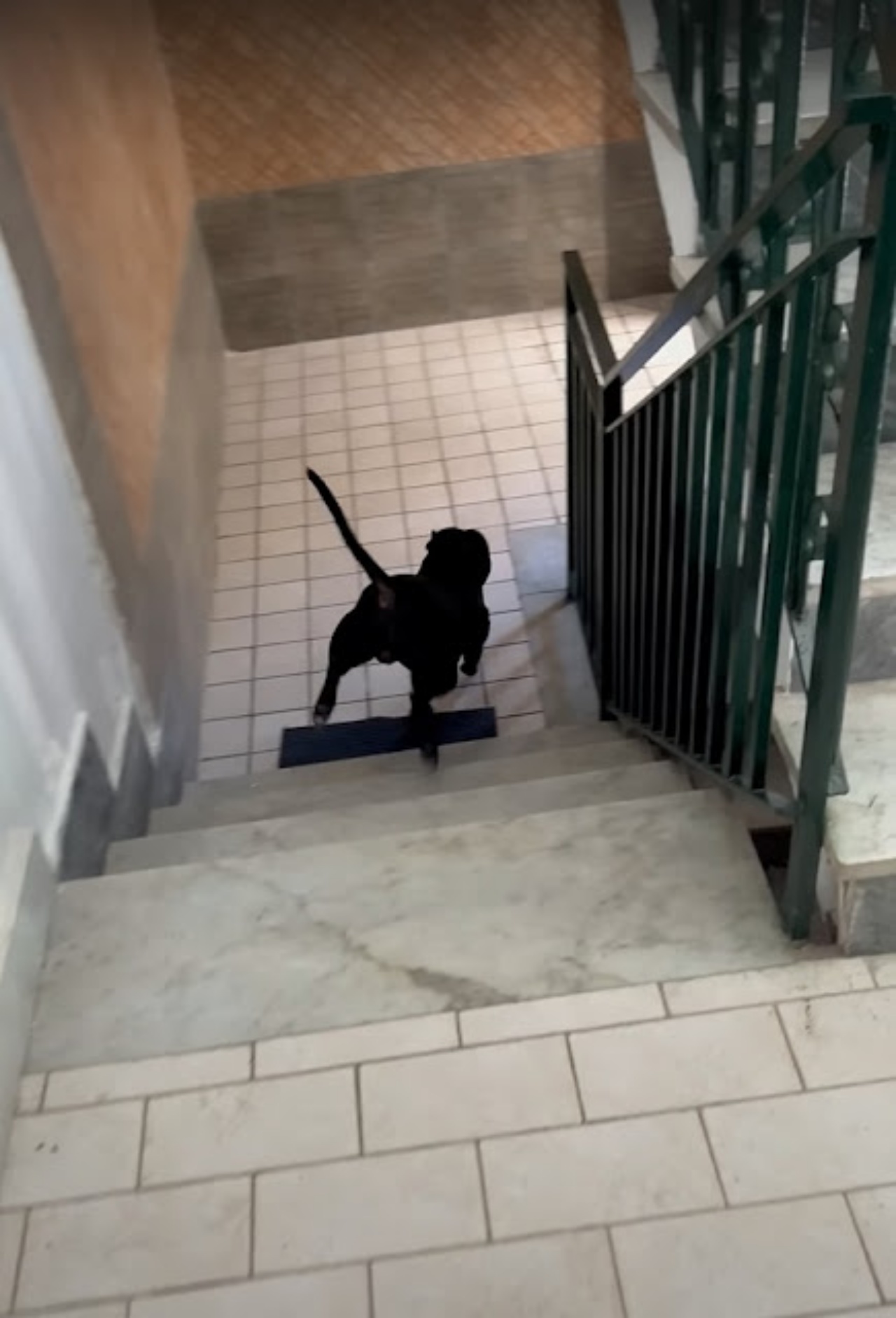 cane corre per le scale