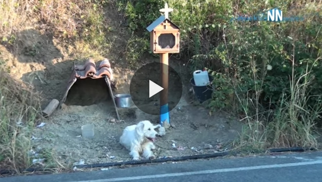 cane bianco che riposa