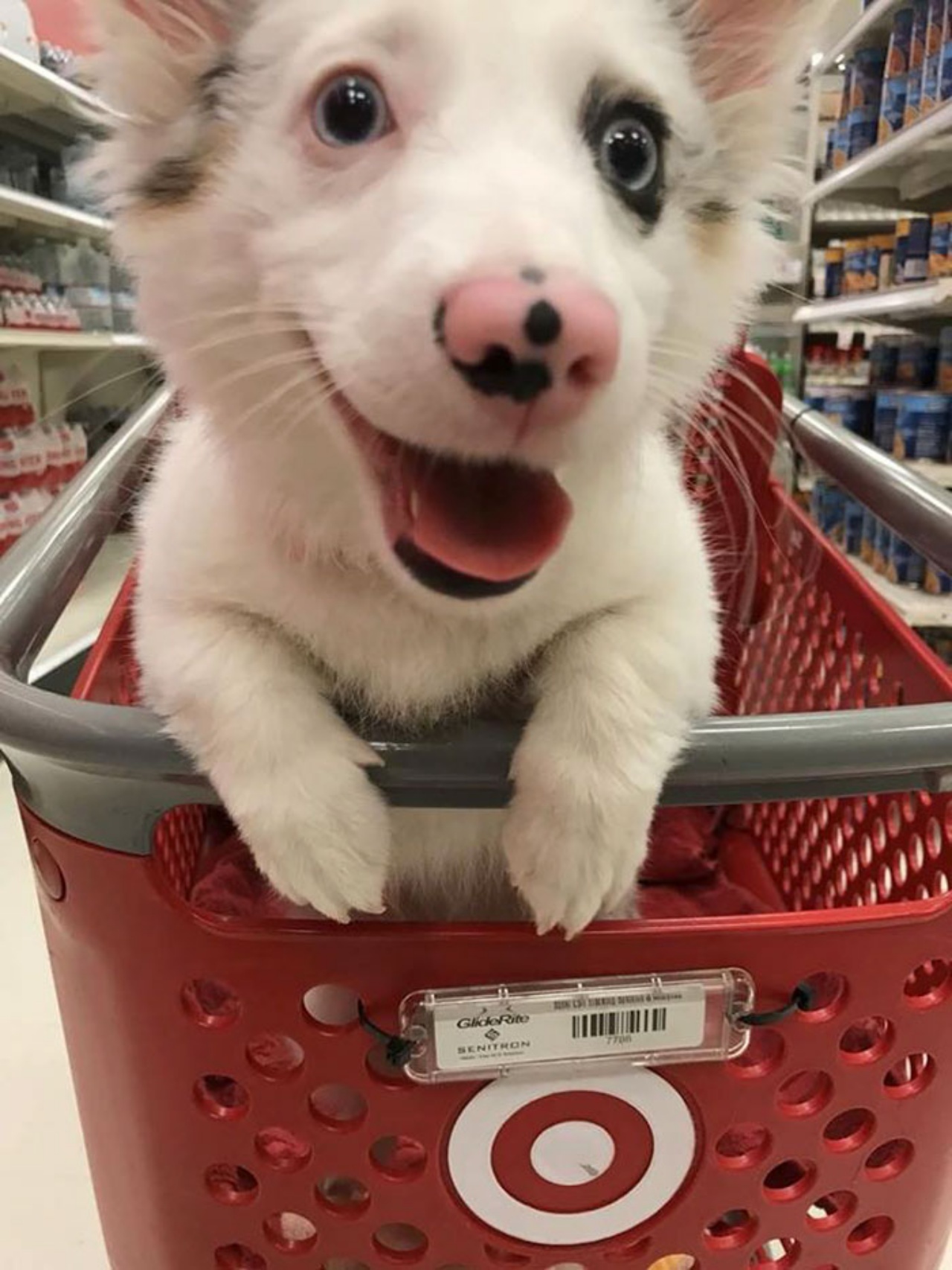 cane al supermercato