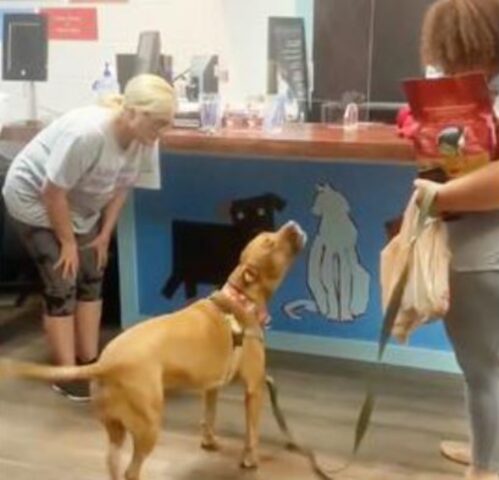 Cane è rimasto in canile per 1250 giorni: il suo ululato di gioia quando viene adottato è commovente