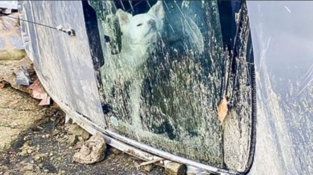 Frana di Ischia: resta chiuso dentro l’auto il cane di una famiglia che ora non c’è più