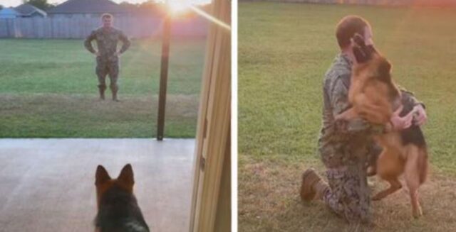 Il Pastore Tedesco non riesce a credere ai suoi occhi quando il suo amico militare torna a casa