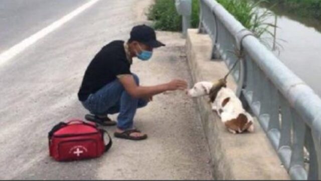 Un cane abbandonato e deluso si “arrende” all’amore del soccorritore che decide di salvarlo
