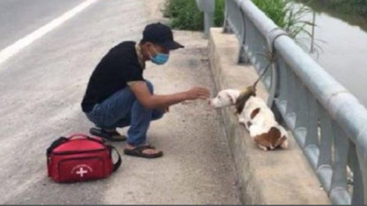 un cane legato ad una ringhiera