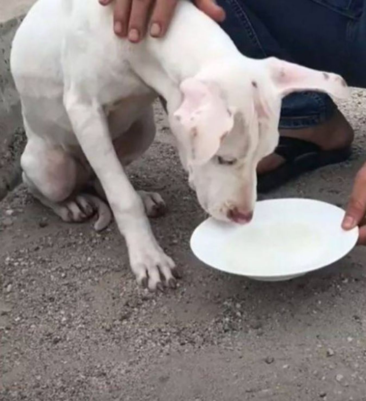 Un cane bianco mentre viene salvato