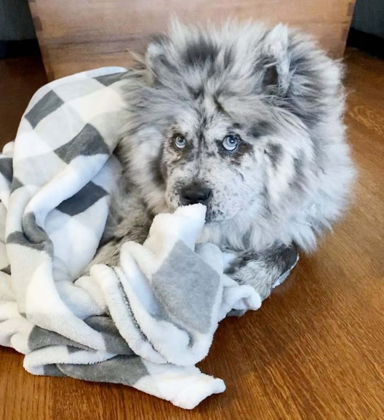 cane avvolto da coperta