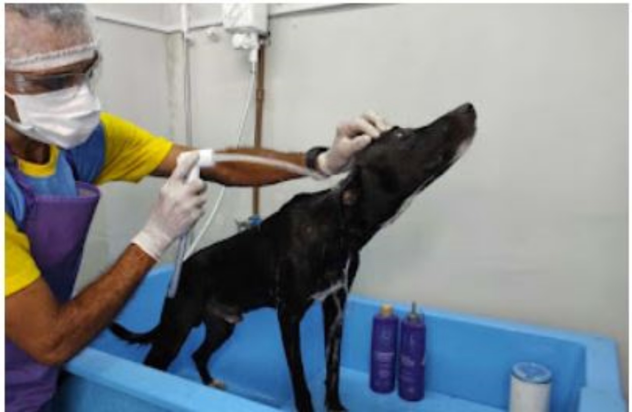 Un cane in una clinica veterinaria durante una visita