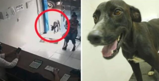 Il cane randagio ferito ha cercato aiuto da solo andando in una clinica veterinaria