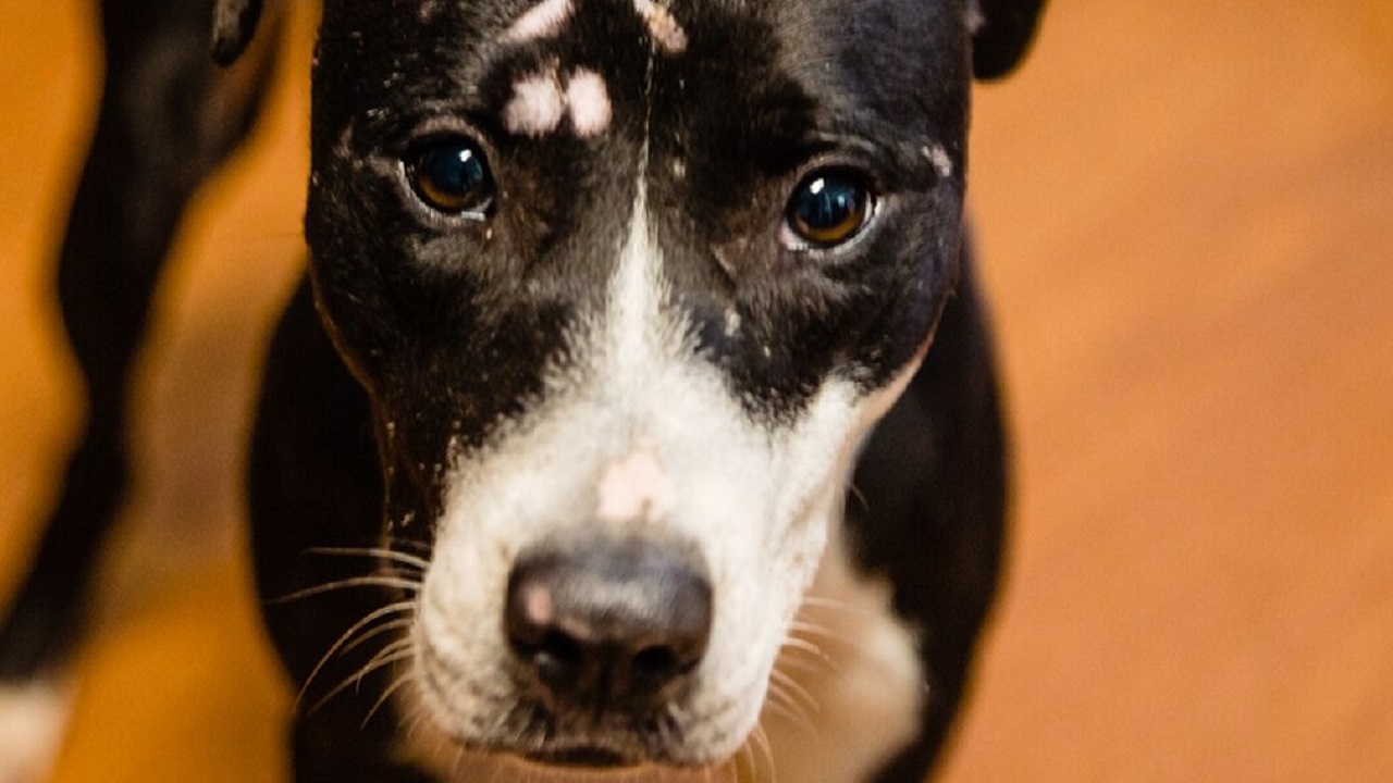 Cane con muso bianco e nero