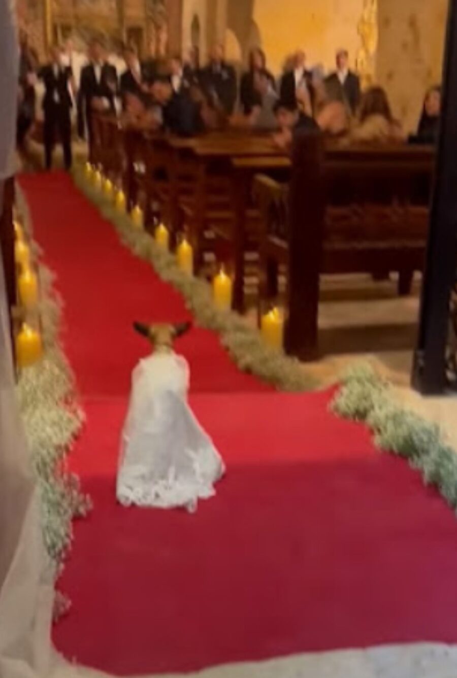 cane al matrimonio