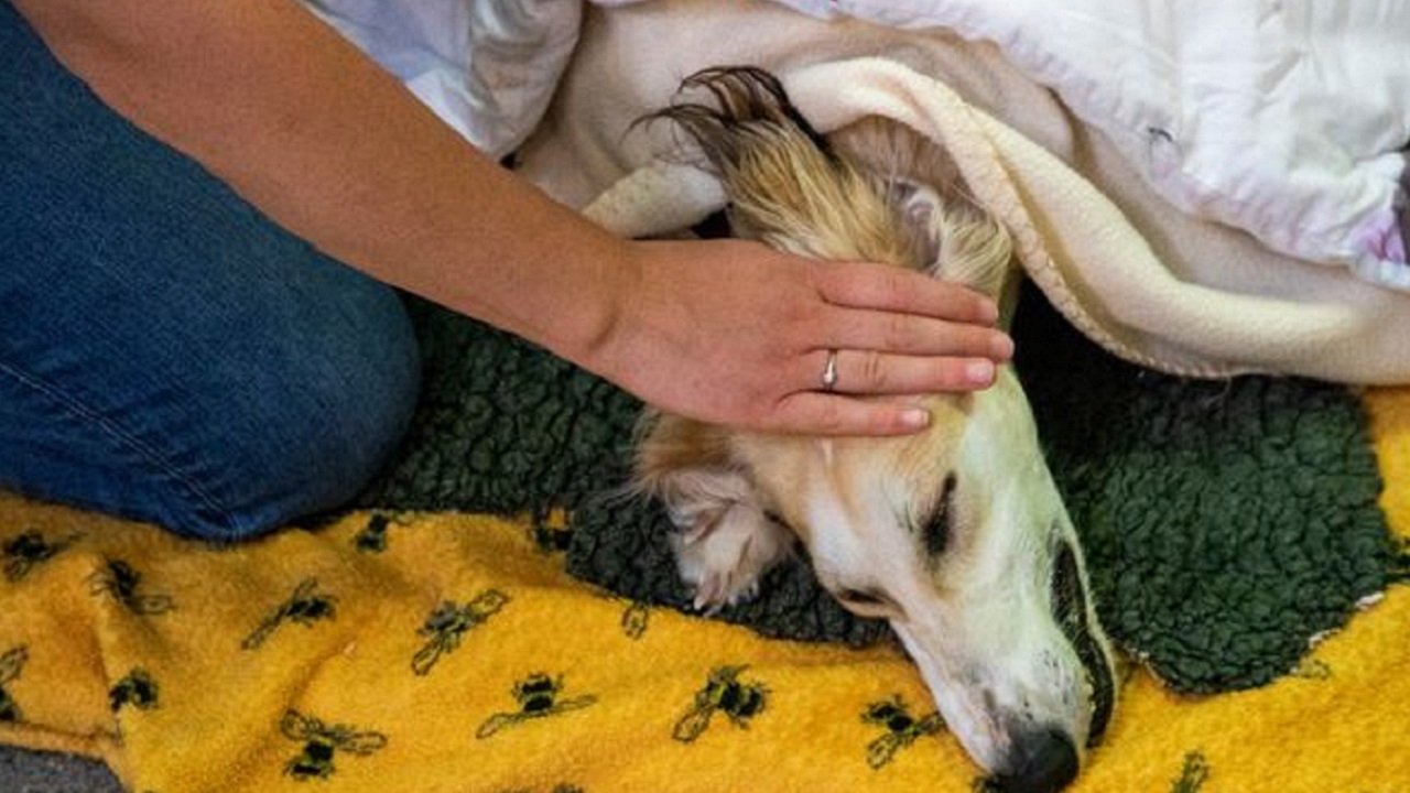 cane con dolori in tutto il corpo