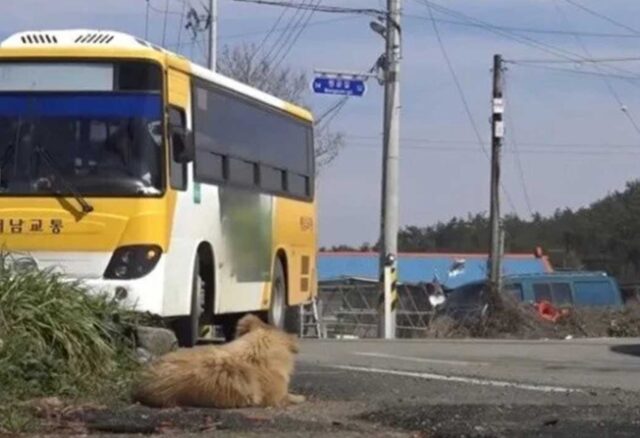 cane aspetta autobus