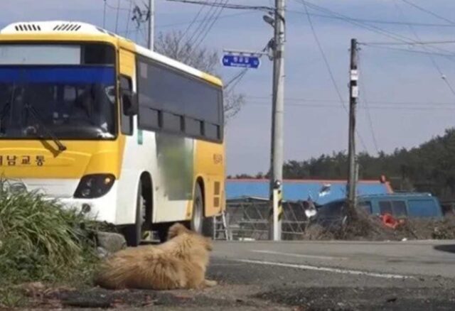 Il cucciolo piange di fronte a ogni autobus che arriva perché aspetta il ritorno della sua padrona