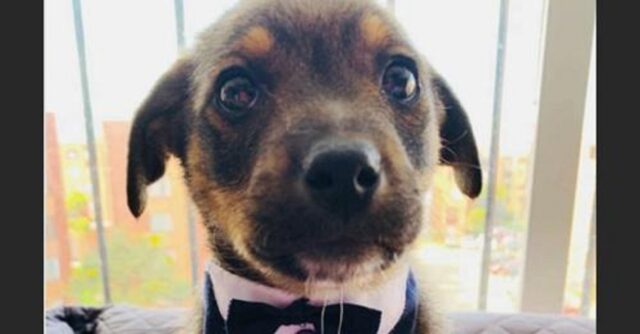 Cane aspetta il suo papà vestito a festa: ma il giorno della sua adozione gli hanno spezzato il cuore