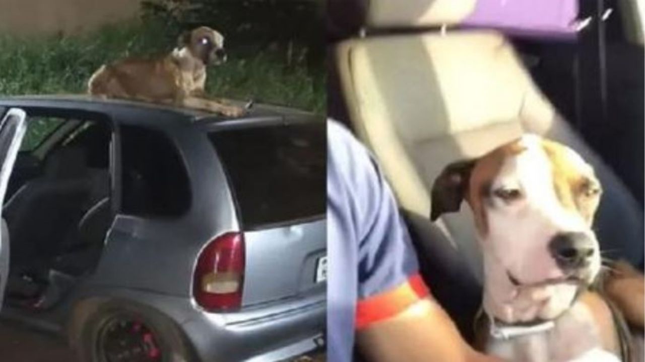 un cane su un'auto