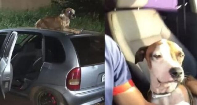 un cane su un auto