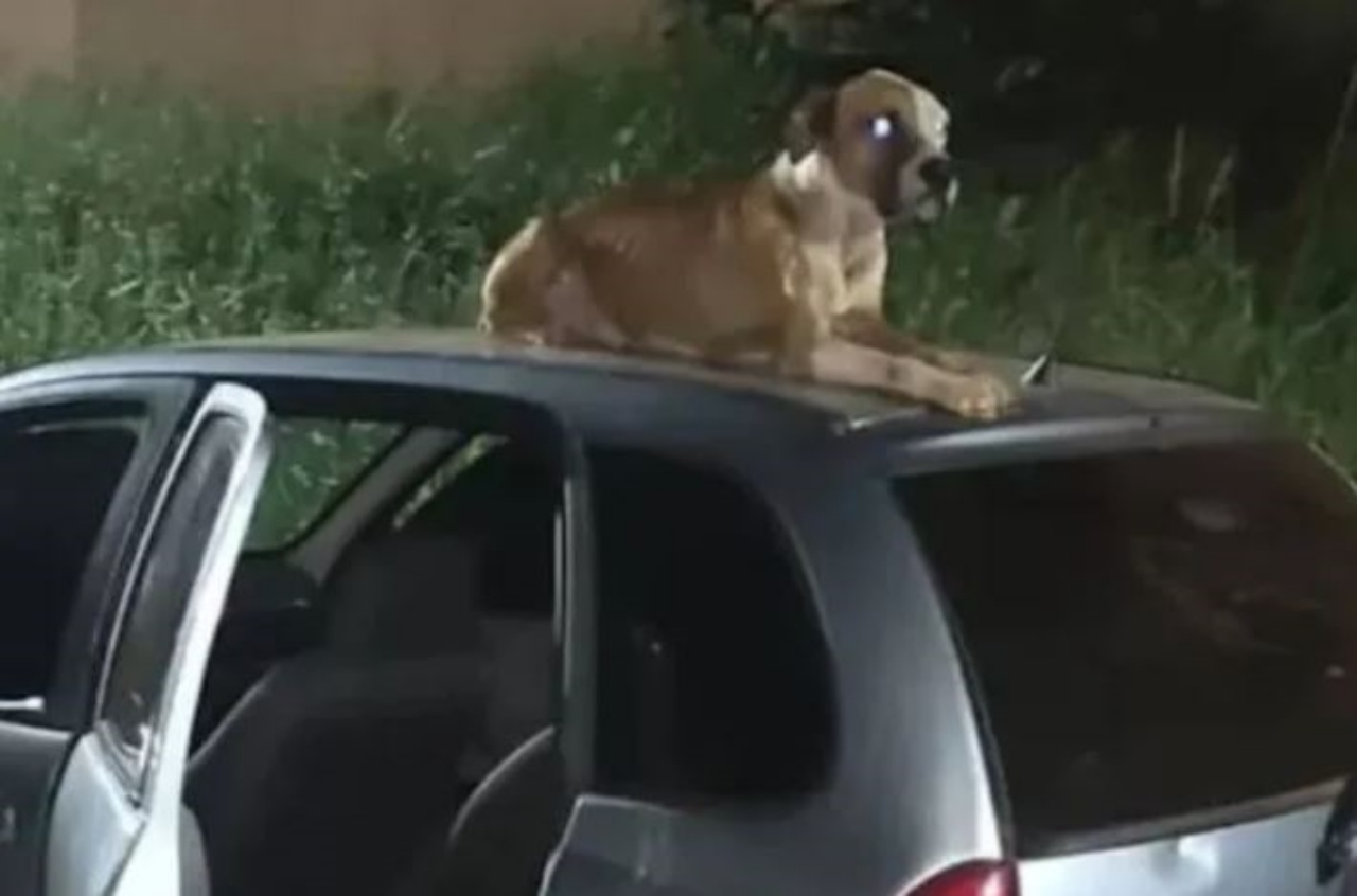 un cane sdraiato su un'auto