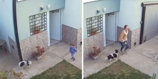 Il cane corre per avvisare l’amico umano: il suo bambino era appena uscito da casa