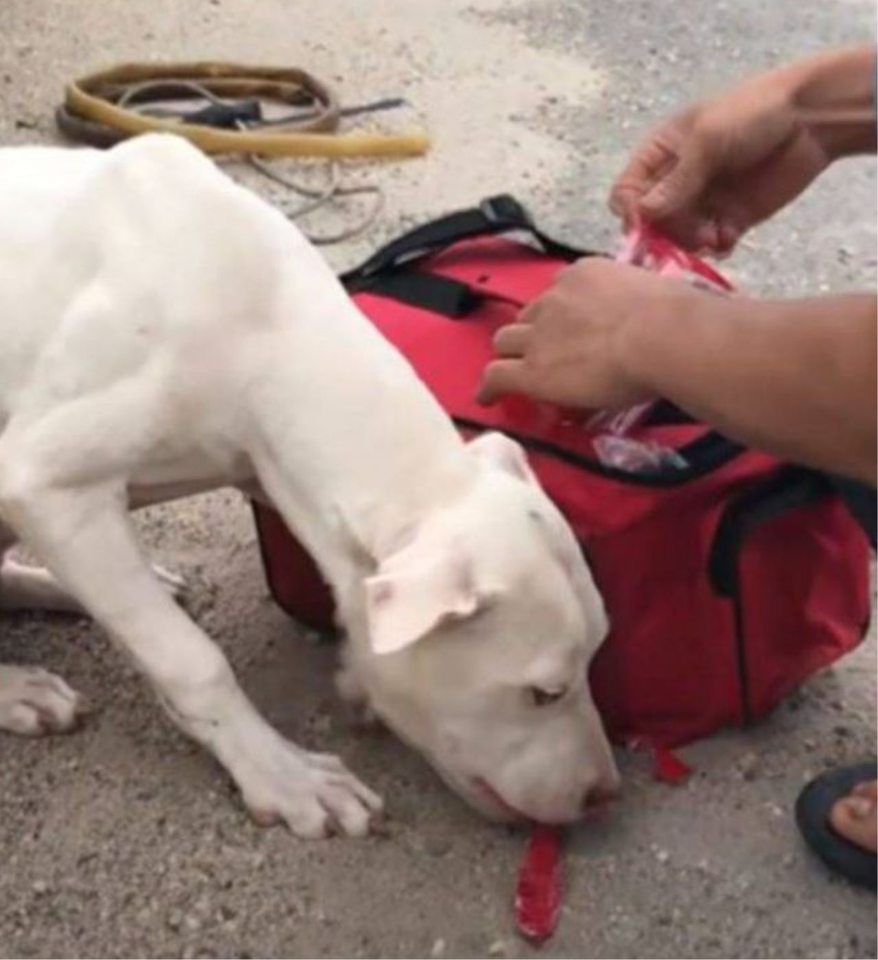 un cane vicino ad una borsa rossa