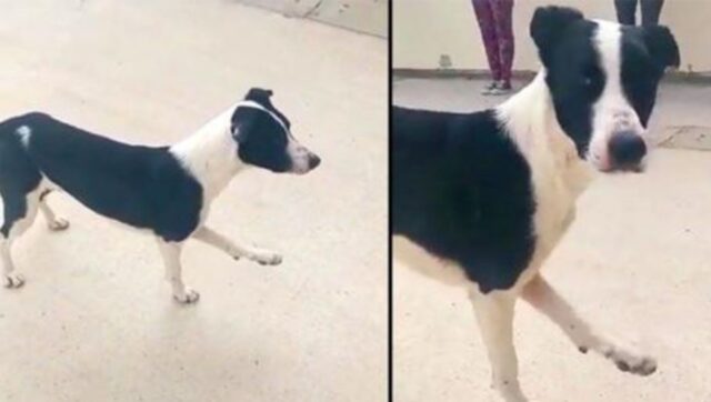 Un cucciolo si unisce a una lezione di fitness e cerca di imitare i movimenti dell’istruttore
