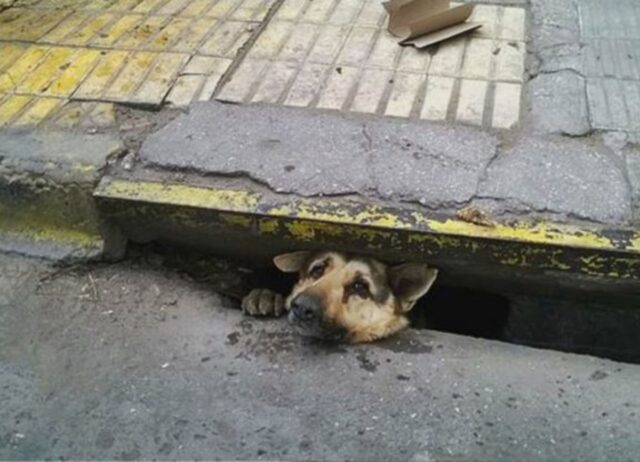 Il cane ha passato ben quattro giorni in trappola, senza che la gente facesse nulla per salvarlo (VIDEO)