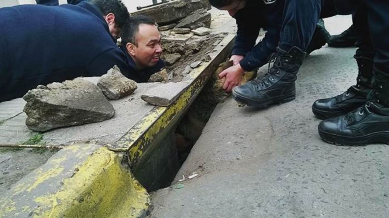 cane bloccato in strada