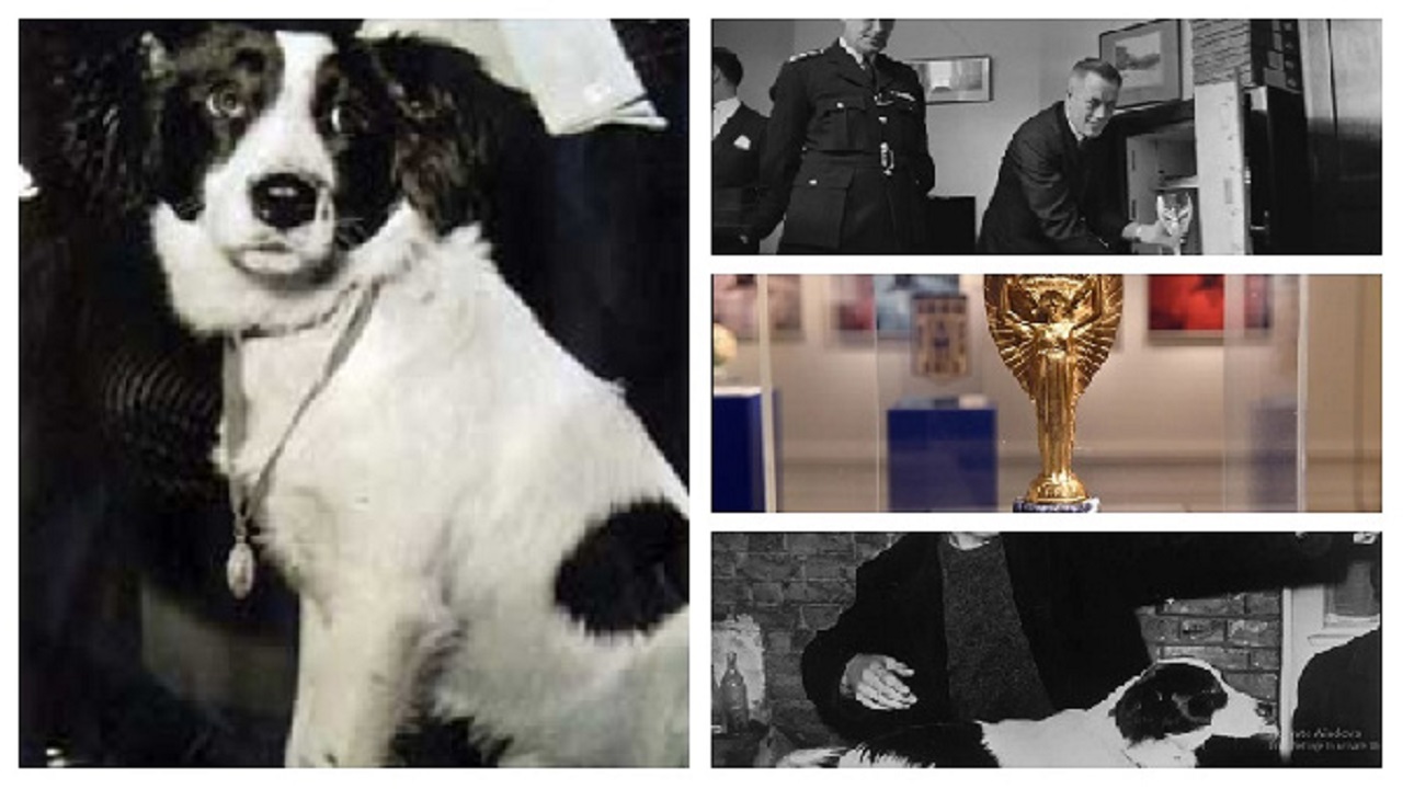 Cane alla Coppa del Mondo del 1966