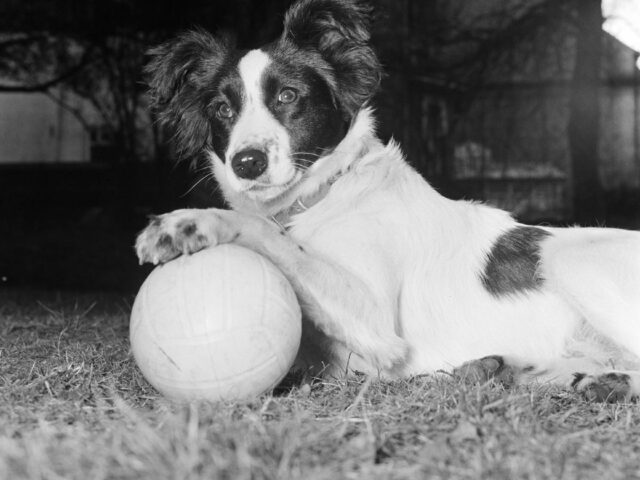 Cane bianco e nero con un pallone