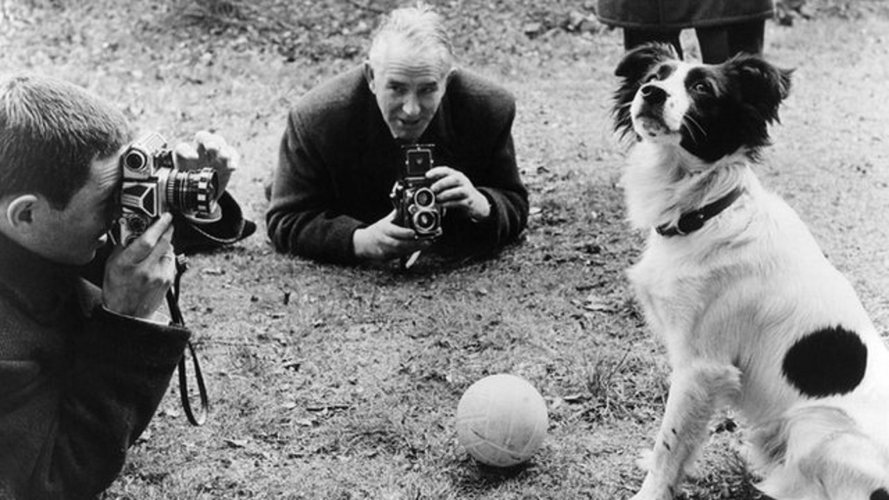 fotografi in campo per il cane