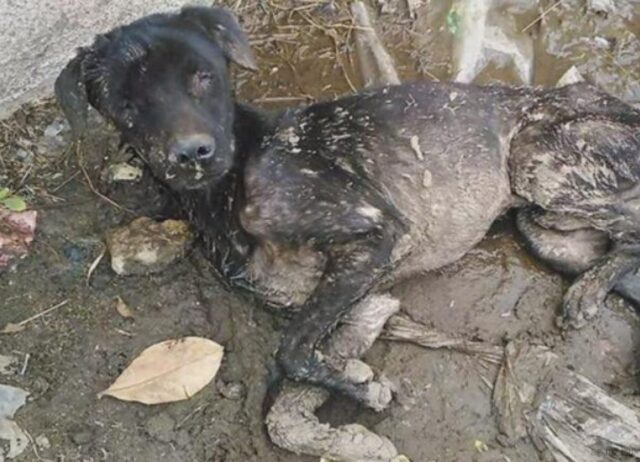 Un miracolo: il cane cieco salta nella pozzanghera per far che tutto finisca, ma poi le cose cambiano