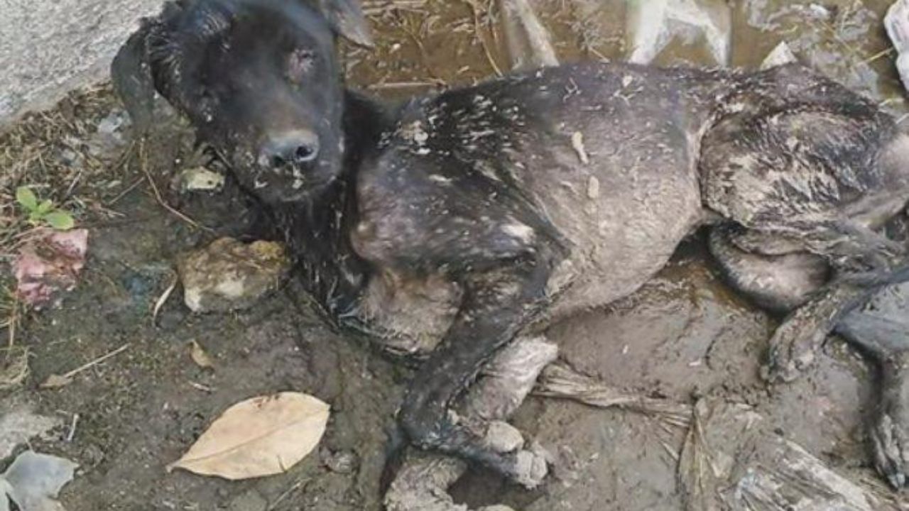 cane trovato in strada