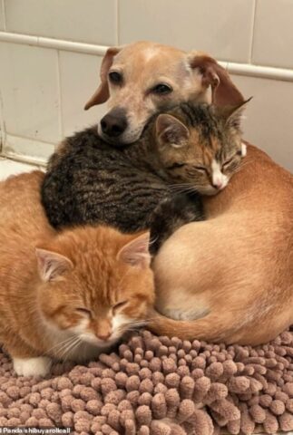 La cagnolina adotta dei gattini timidi e fa capire loro cos’è l’amore di una “mamma” speciale