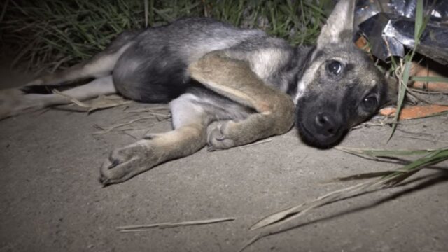 L’hanno abbandonata così, con la pancia piena di vermi: la cucciola di cane però voleva vivere