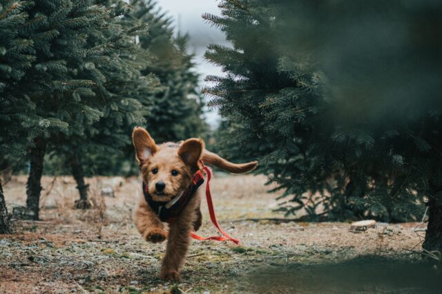 Cosa significa quando il cane corre come un pazzo?