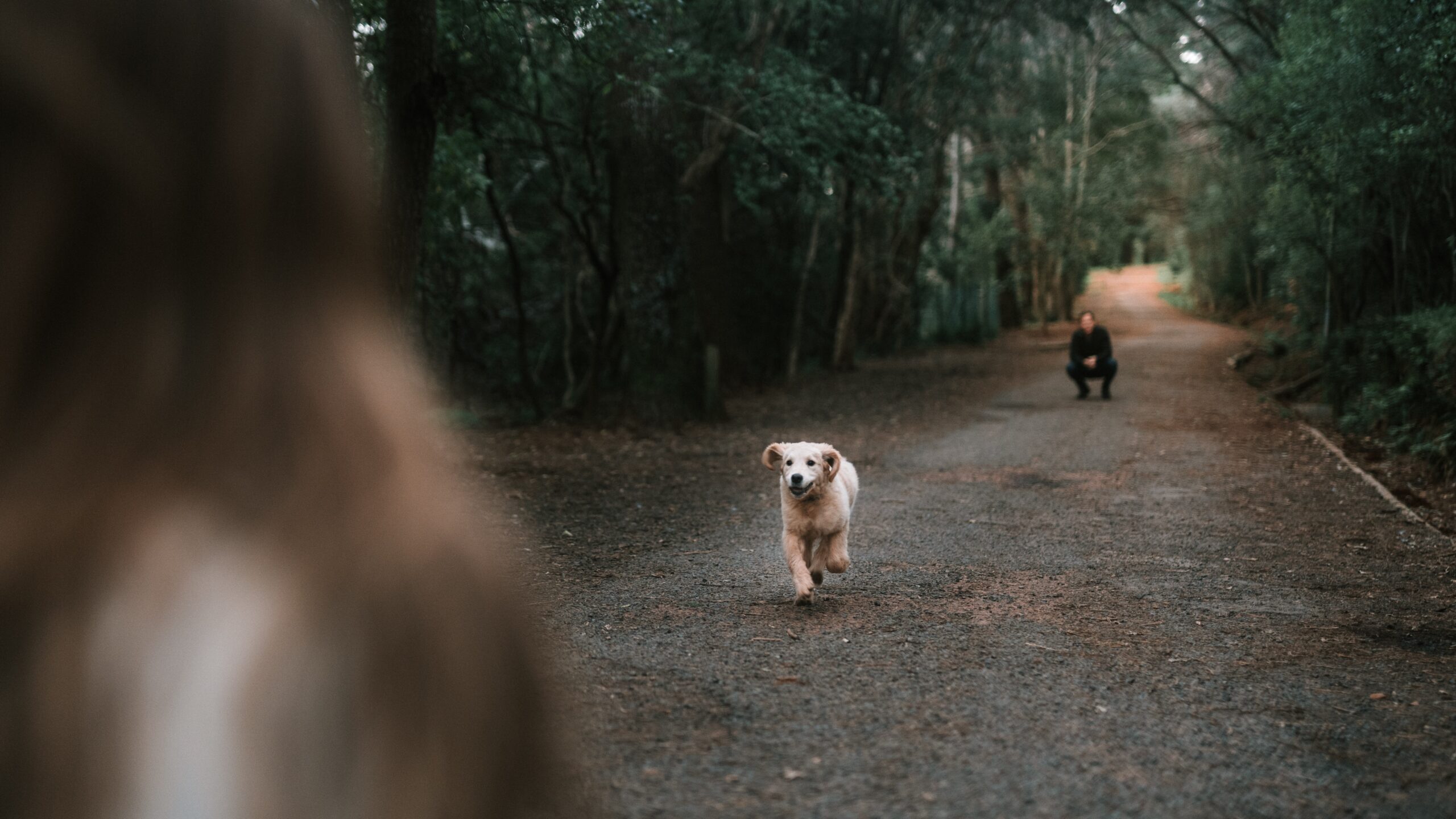 cane corre verso ragazza