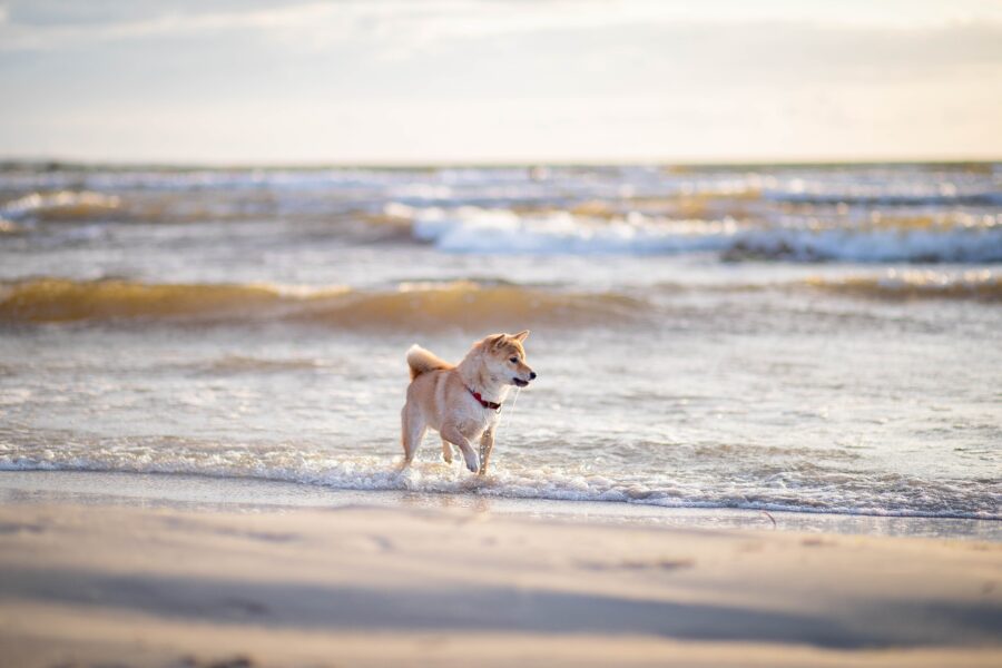 cane al mare