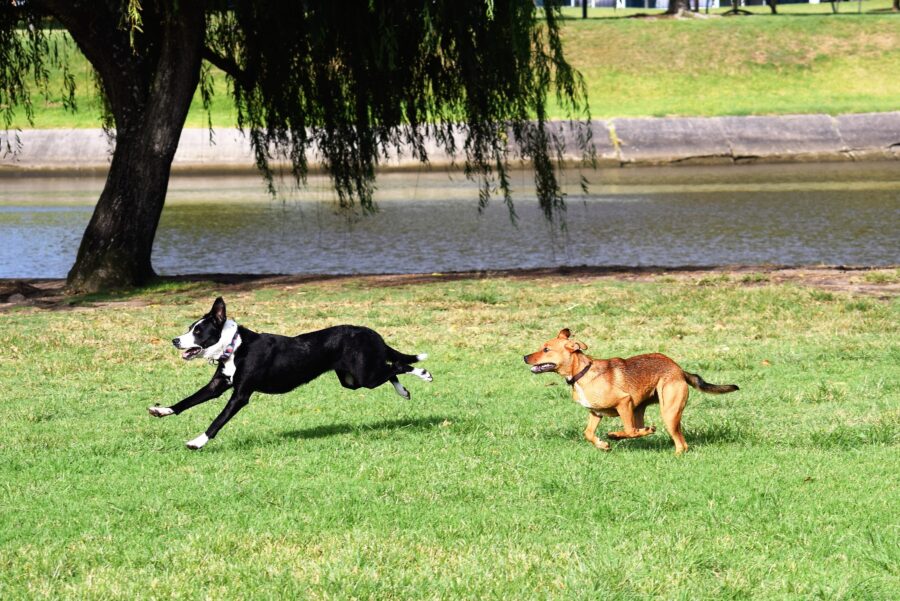 cani corrono al parco