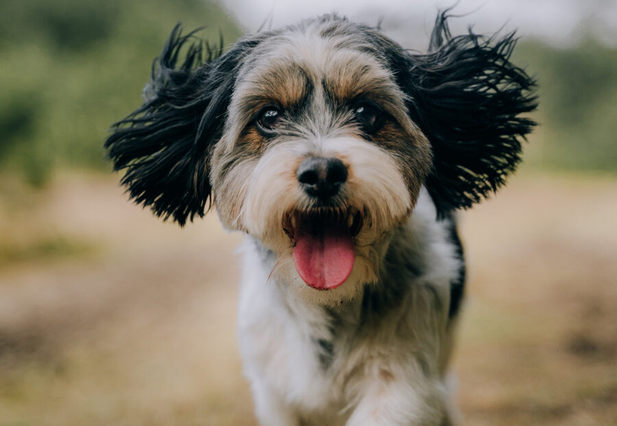 cane con la lingua di fuori