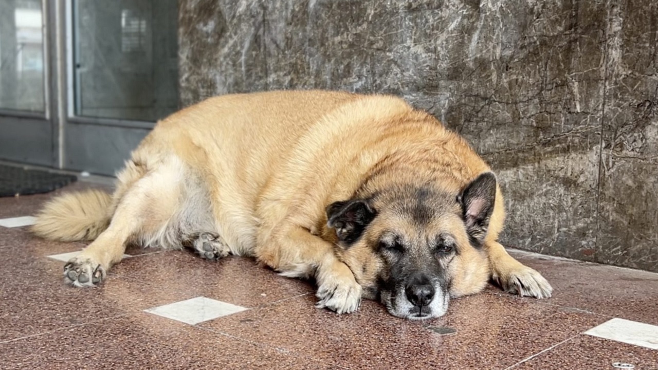 Pippo il cane di Avellino