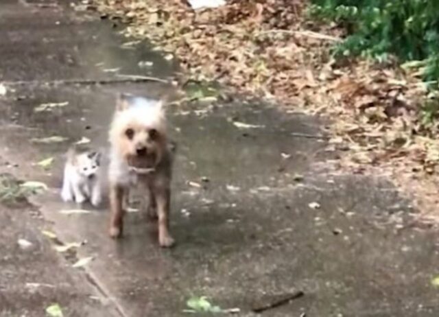 Questo cagnolino sapeva che a casa sua avrebbero dato amore anche a questo gattino (VIDEO)