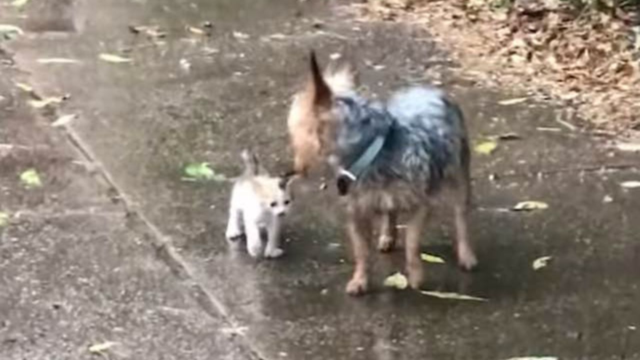 cane porta un micio a casa