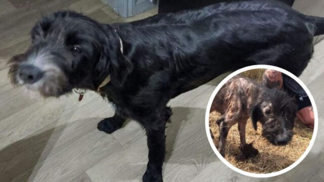 Il cane emaciato abbandonato ha trovato una casa per sempre: la storia di Gracie