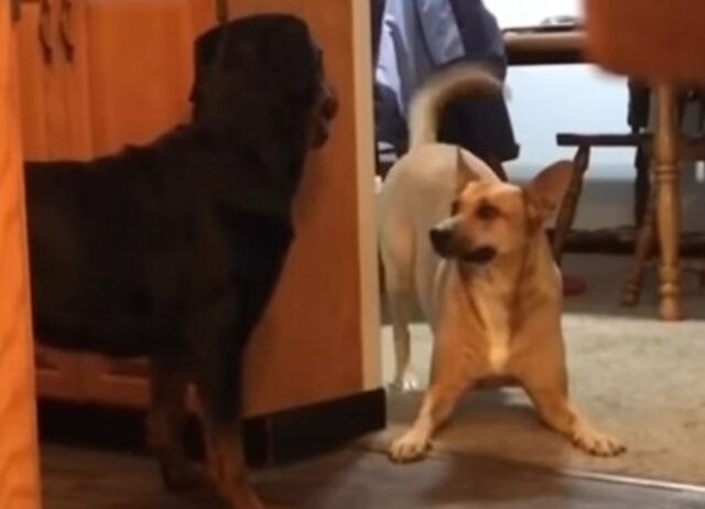 Il cane giocherellone cerca di integrare il Rottweiler appena adottato dalla sua famiglia (VIDEO)