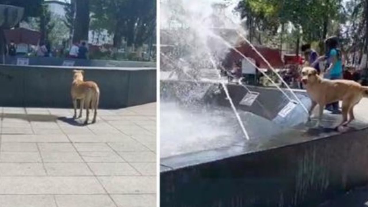 cane vicino alla fontana