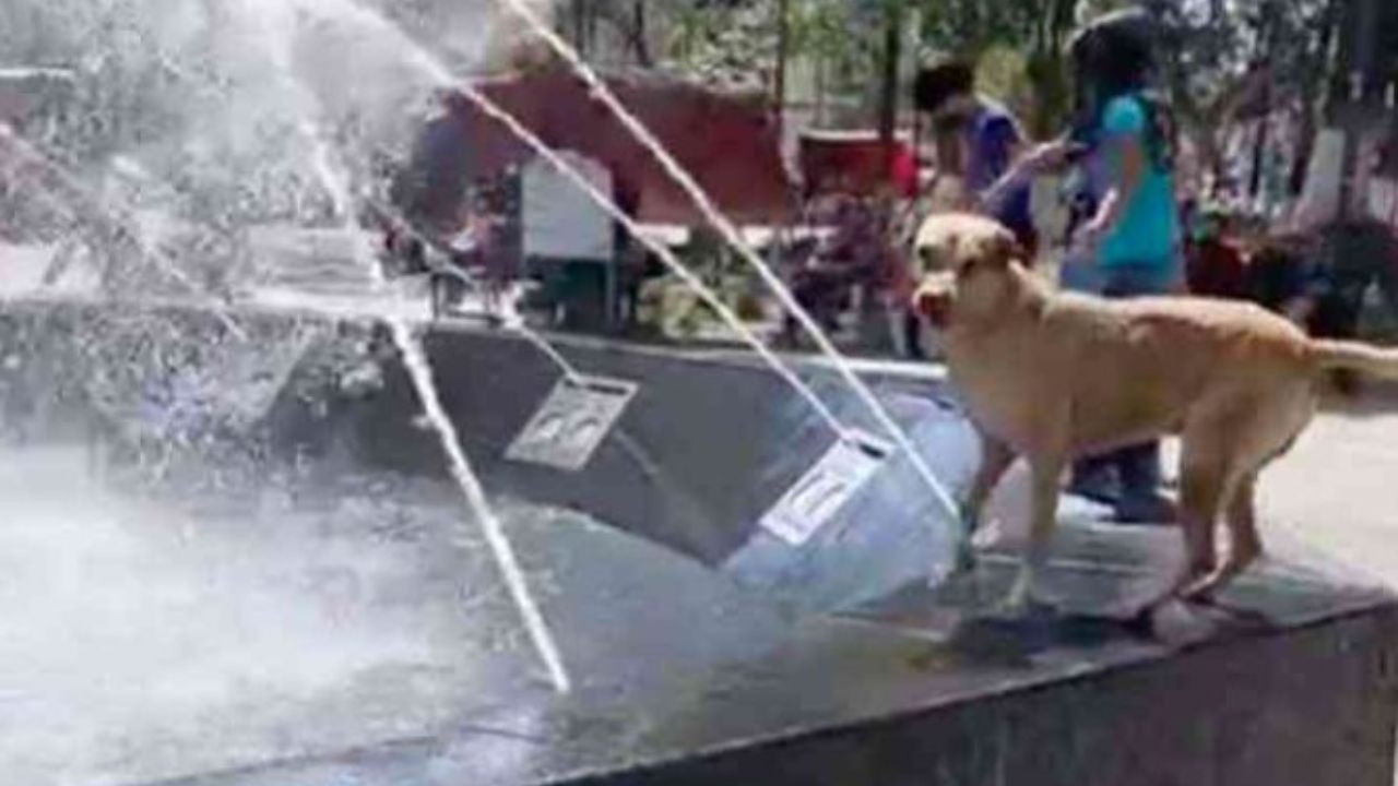 cane sul bordo della fontana