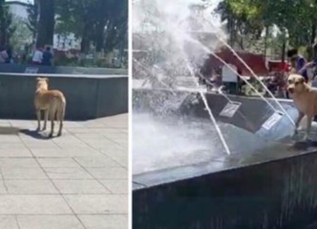 Questo cane adora l’acqua e attende impaziente che la fontana si attivi per giocare (VIDEO)